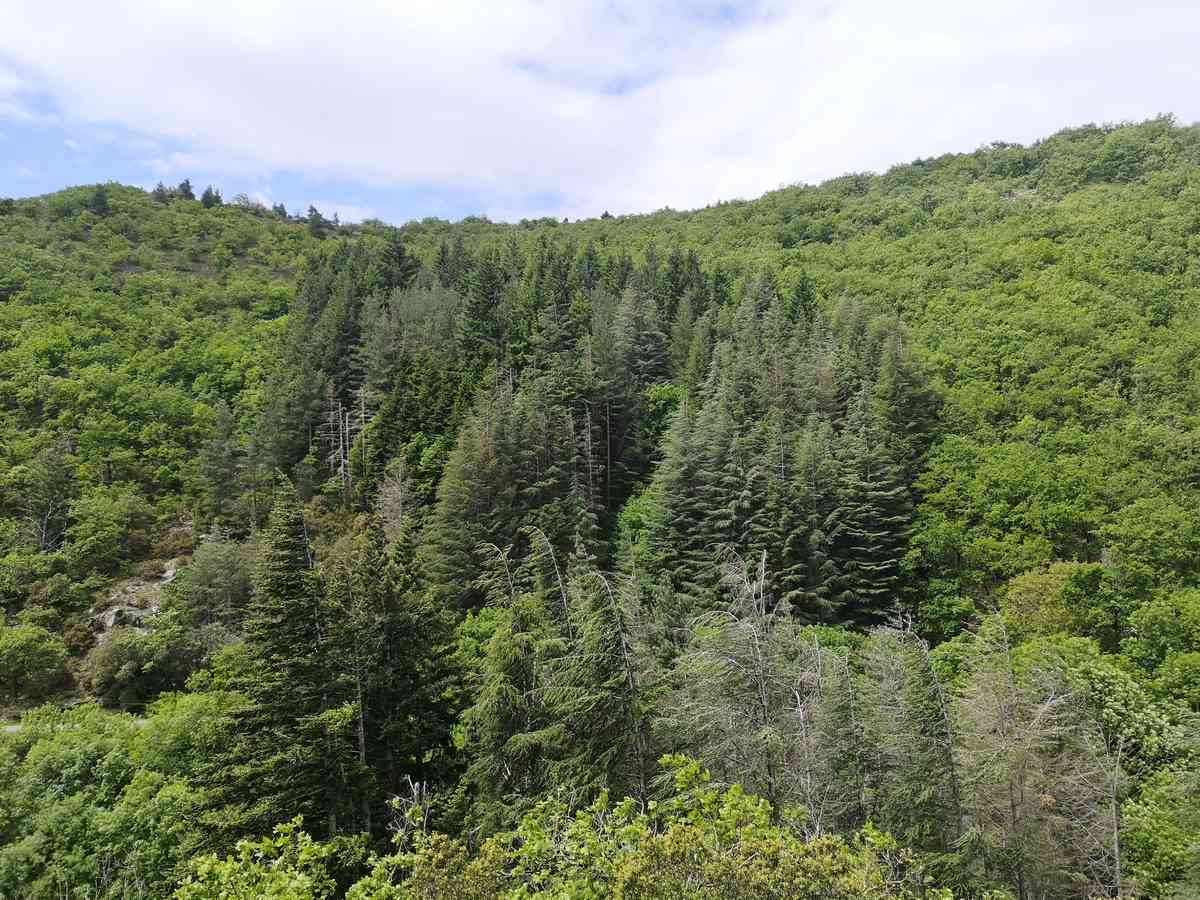 bois des gardes - Ferrals les Montagnes